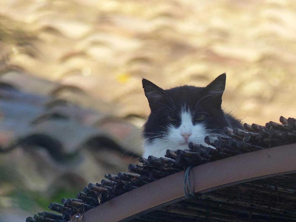 Le Chat Sur Le Toit Lourmarin Exteriör bild
