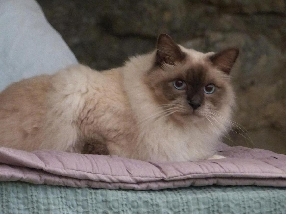 Le Chat Sur Le Toit Lourmarin Exteriör bild
